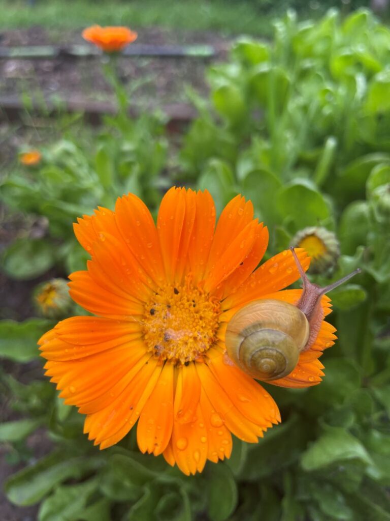 życie bliżej natury - kwiat nagietka ze ślimakiem