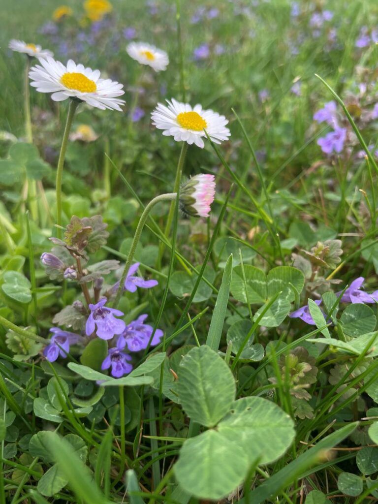 Bluszczyk kurdybanek i stokrotki. Jadalne dekoracje na nieidealnym trawniku. Wystarczy się schylić.