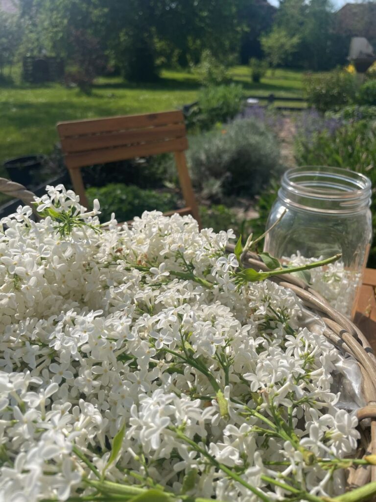 Zbiory kwiatów lilaka (tzw. bzu) w moim ogrodzie.