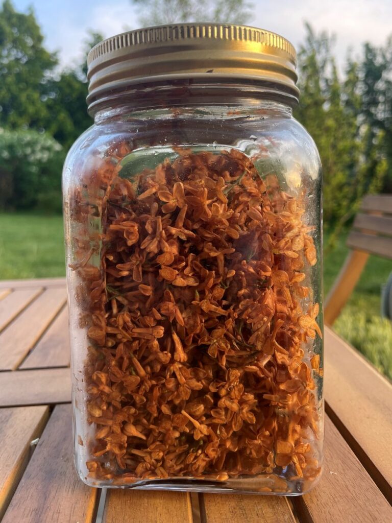 Kwiaty lilaka w słoju ściemniałe po poddaniu kilkugodzinnym poddaniu ich działaniu temperatury.