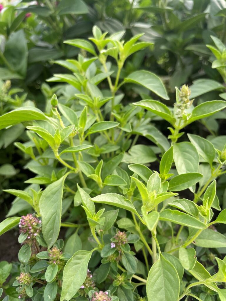 Świeża bazylia cytrynowa wykorzystana do przygotowania kremu do letniego ciasta.