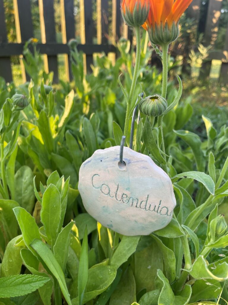 Nagietek lekarski ze ceramicznym znacznikiem z jego nazwą łacińską Calendula officinalis.