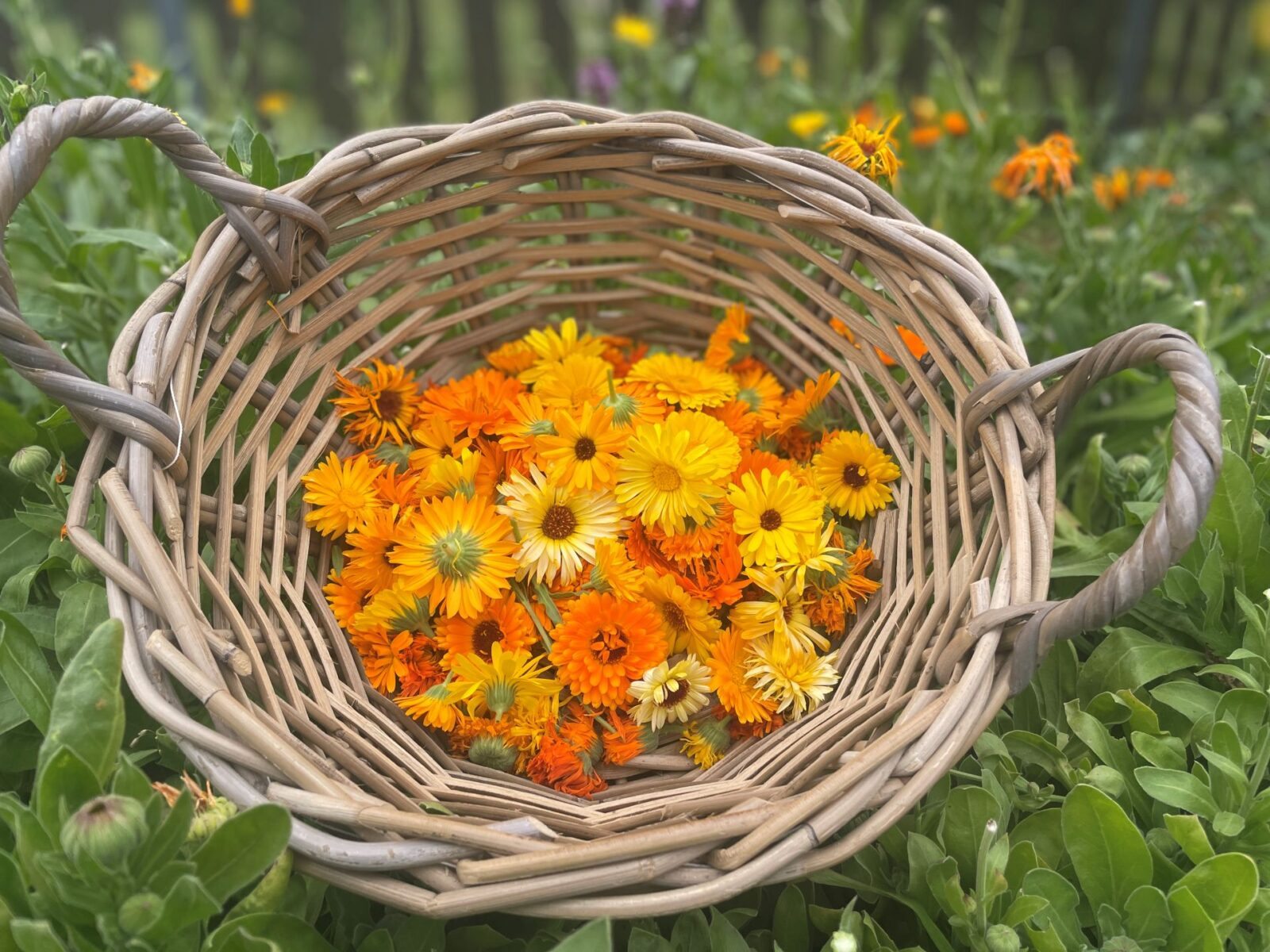 Kosz ze świeżo zebranymi kwiatami nagietka lekarskiego (Calendula officinalis).