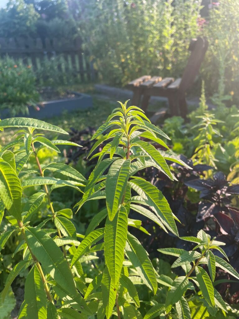 Werbena Cytrynowa w ogrodzie Ziołowej Pracowni na Dolnym Śląsku.