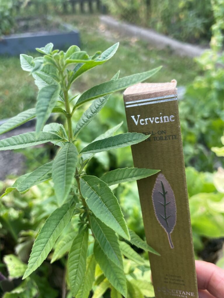 Perfumy werbenowe Verveine Loccitane