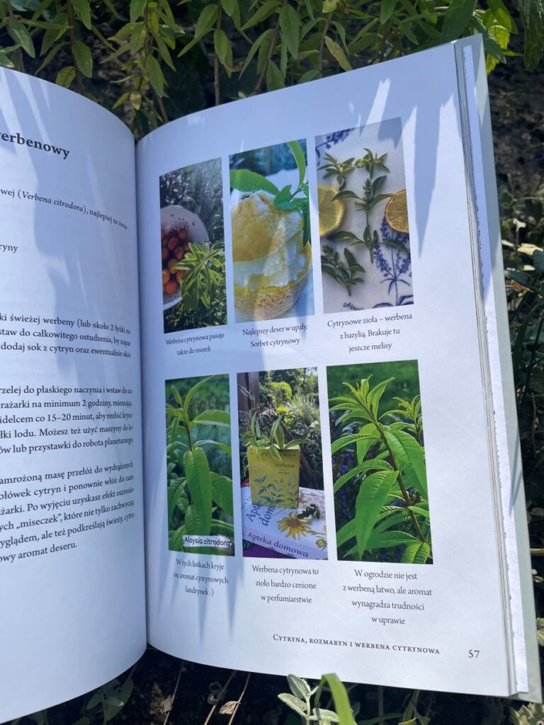 Cukiernia Ziołowej Pracowni, rozdział z werbeną cytrynowa i przepisem na sorbet werbenowo-cytrynowy.